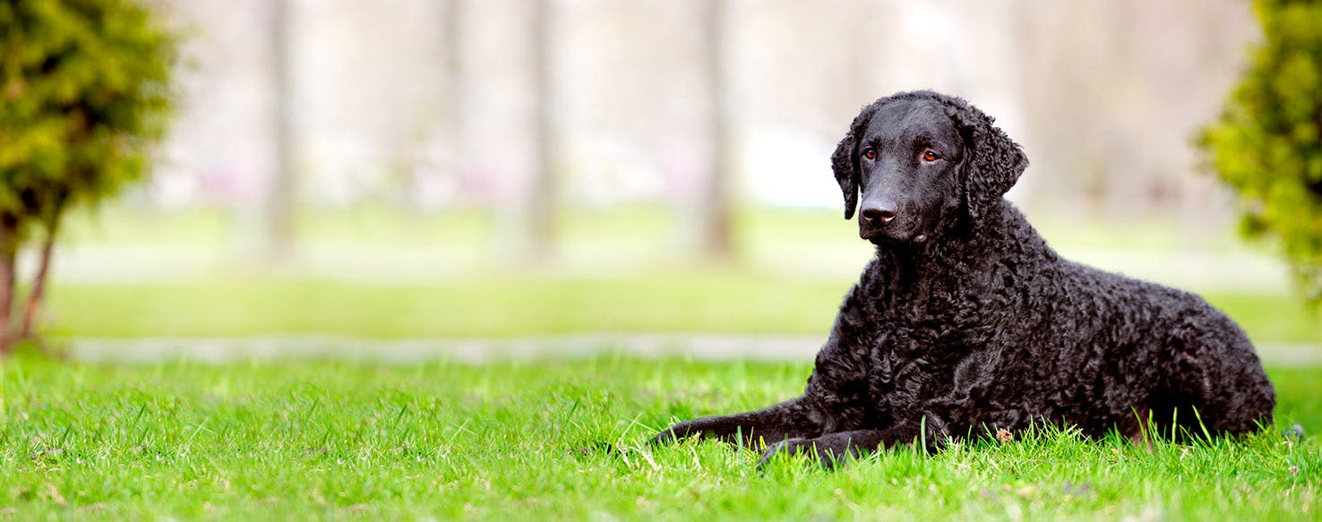Dog Names Meaning Free Spirit Popular Male And Female Names Wag 